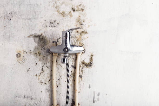 Best DIY Mold Remediation Support Services in Spokane Valley, WA