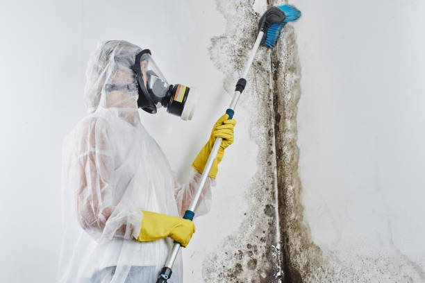 Best Bathroom Mold Remediation in Spokane Valley, WA