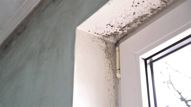 Best Basement Mold Remediation in Spokane Valley, WA