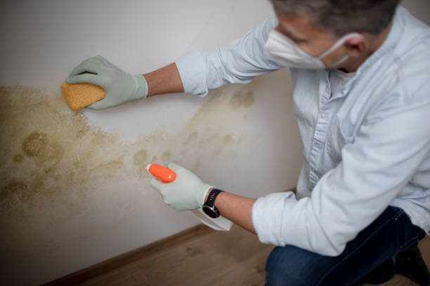 Best Residential Mold Remediation in Spokane Valley, WA