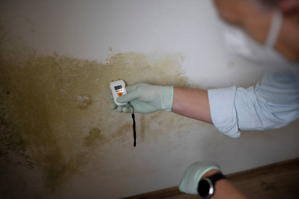 Best Residential Mold Remediation in Spokane Valley, WA