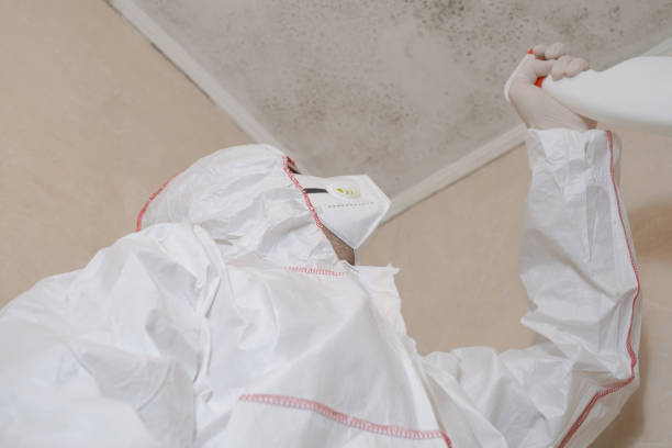 Best Basement Mold Remediation in Spokane Valley, WA