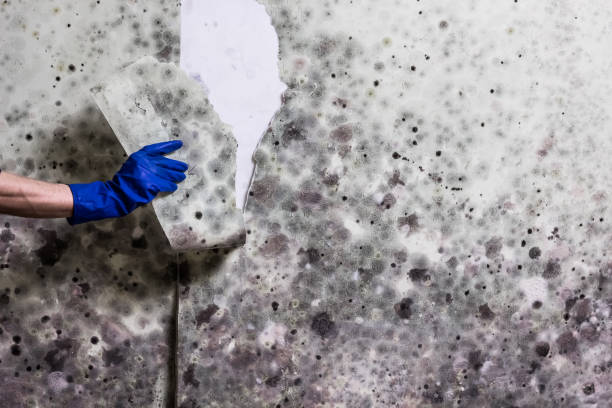 Best Residential Mold Remediation in Spokane Valley, WA
