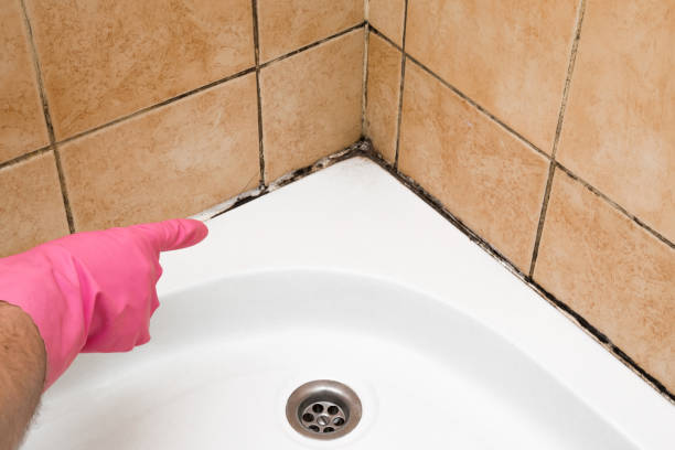 Best Bathroom Mold Remediation in Spokane Valley, WA